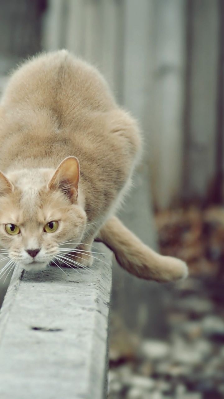 Обои котенок, эгейская кошка, морда, охота, персидская кошка в разрешении 720x1280