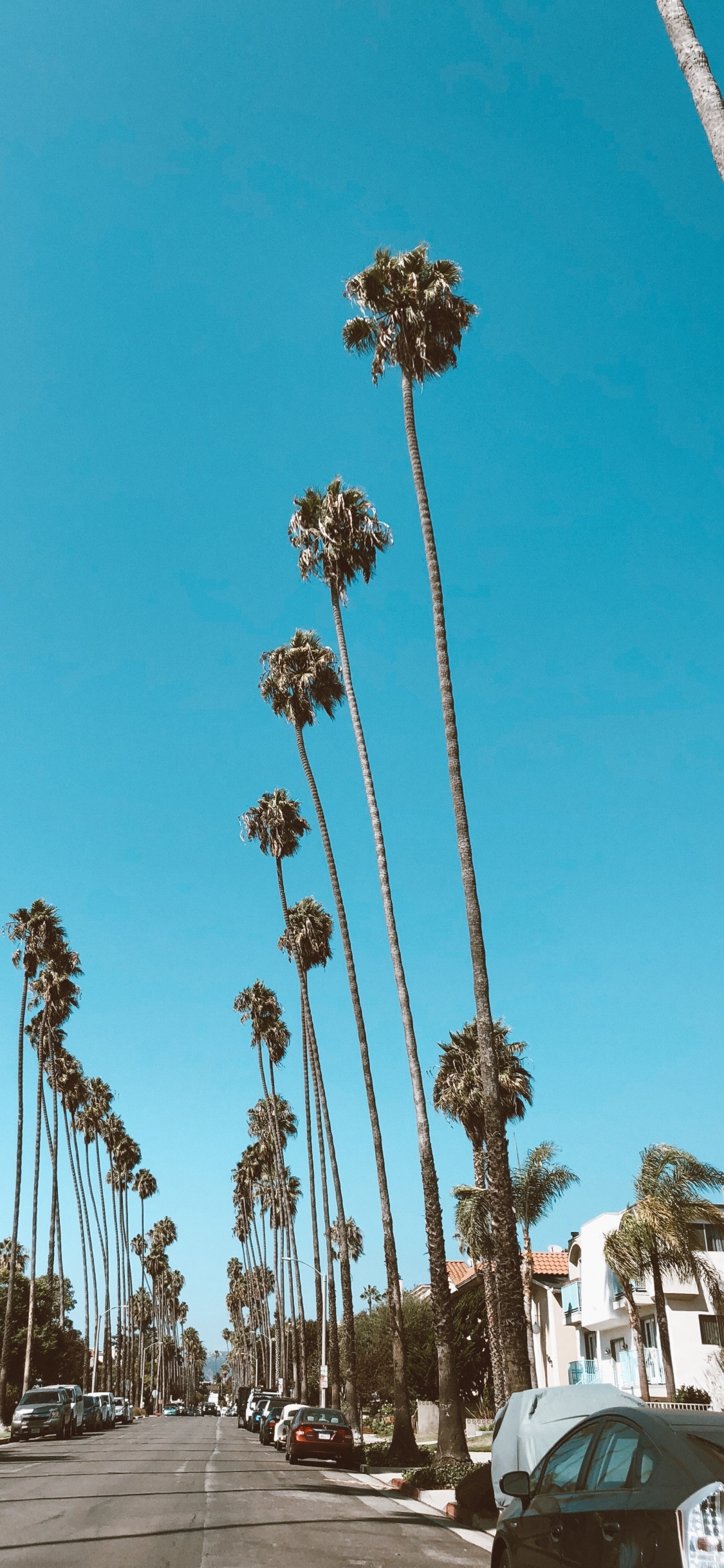 Обои Голливуд, пальмовые рощи, дорога, синий, дневное время в разрешении 1125x2436