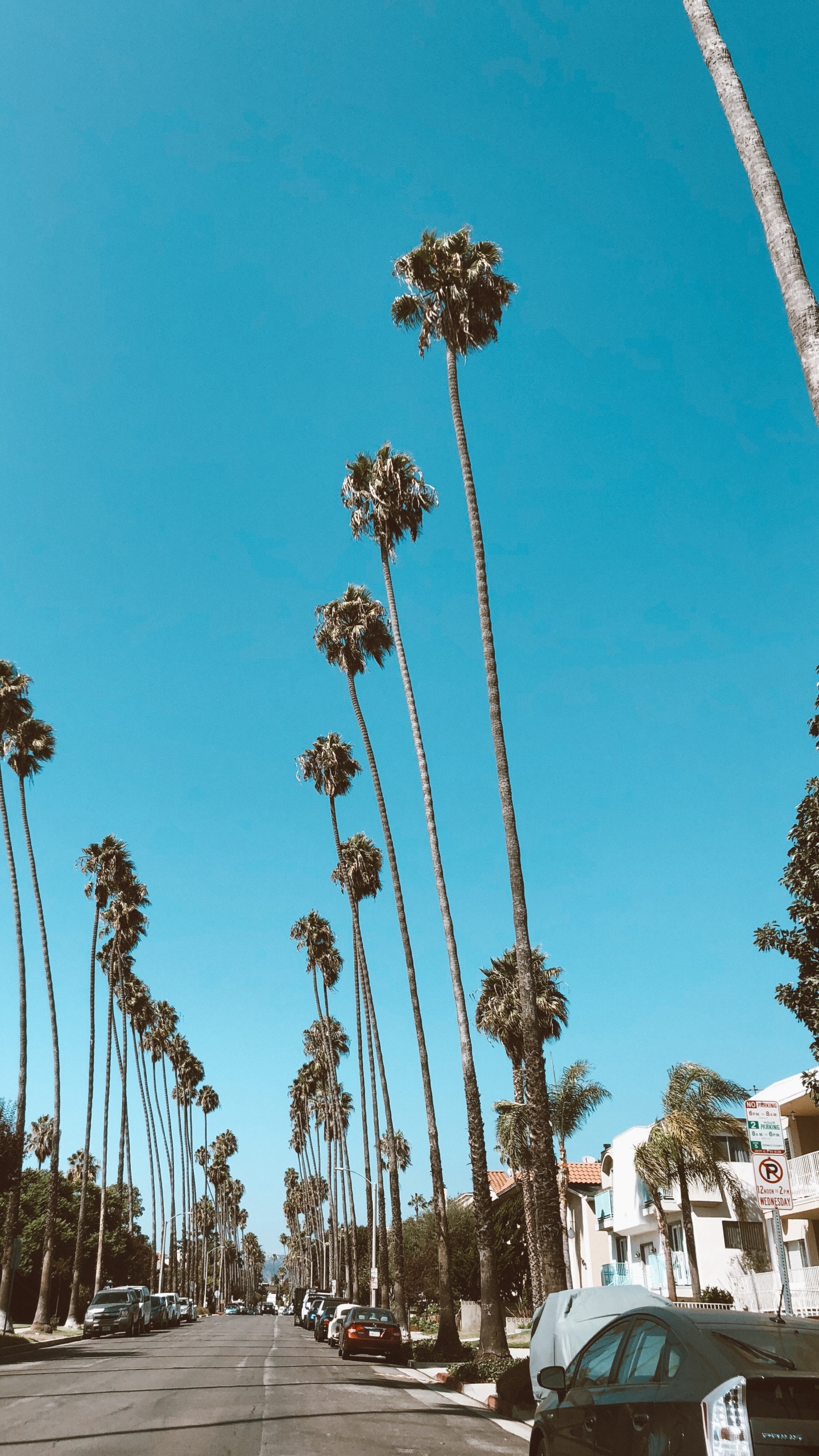 Обои Голливуд, пальмовые рощи, дорога, синий, дневное время в разрешении 1440x2560