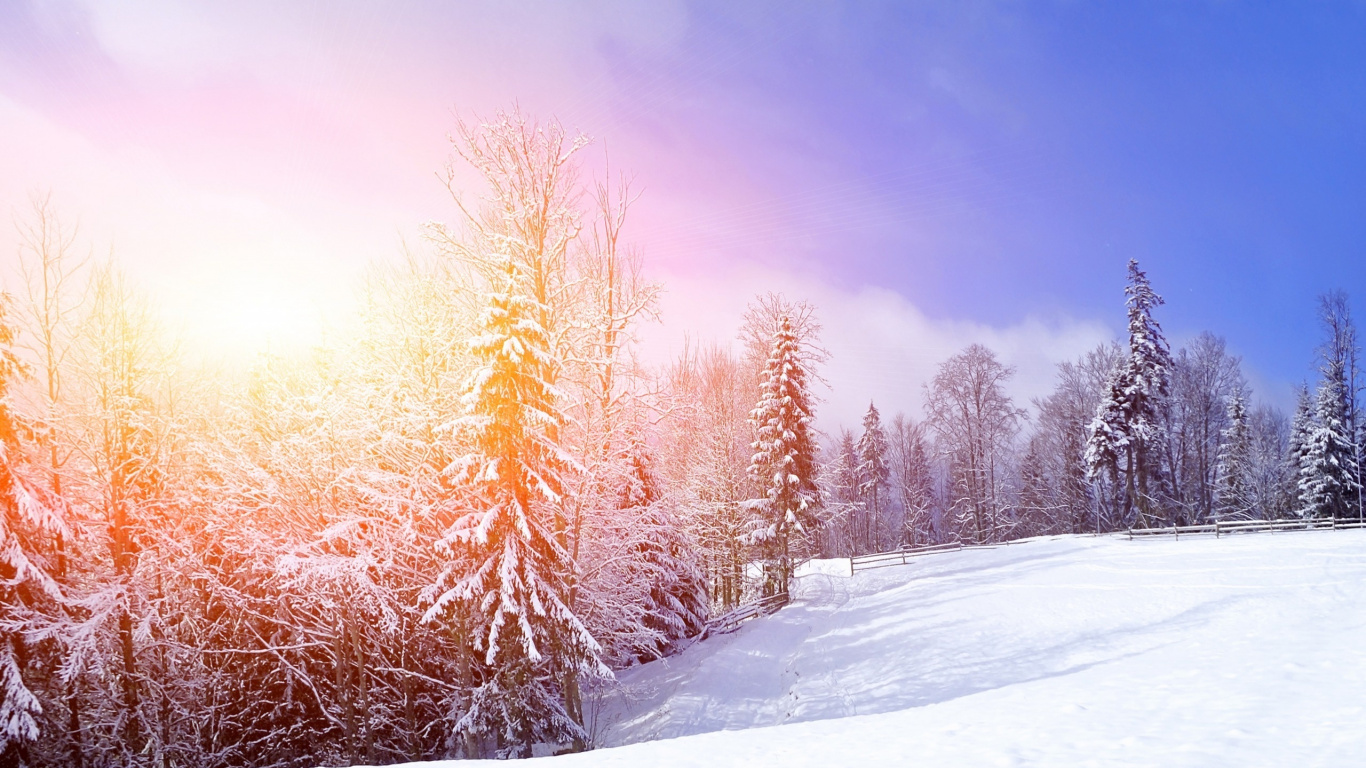 Обои снег, зима, природа, дерево, замораживание в разрешении 1366x768