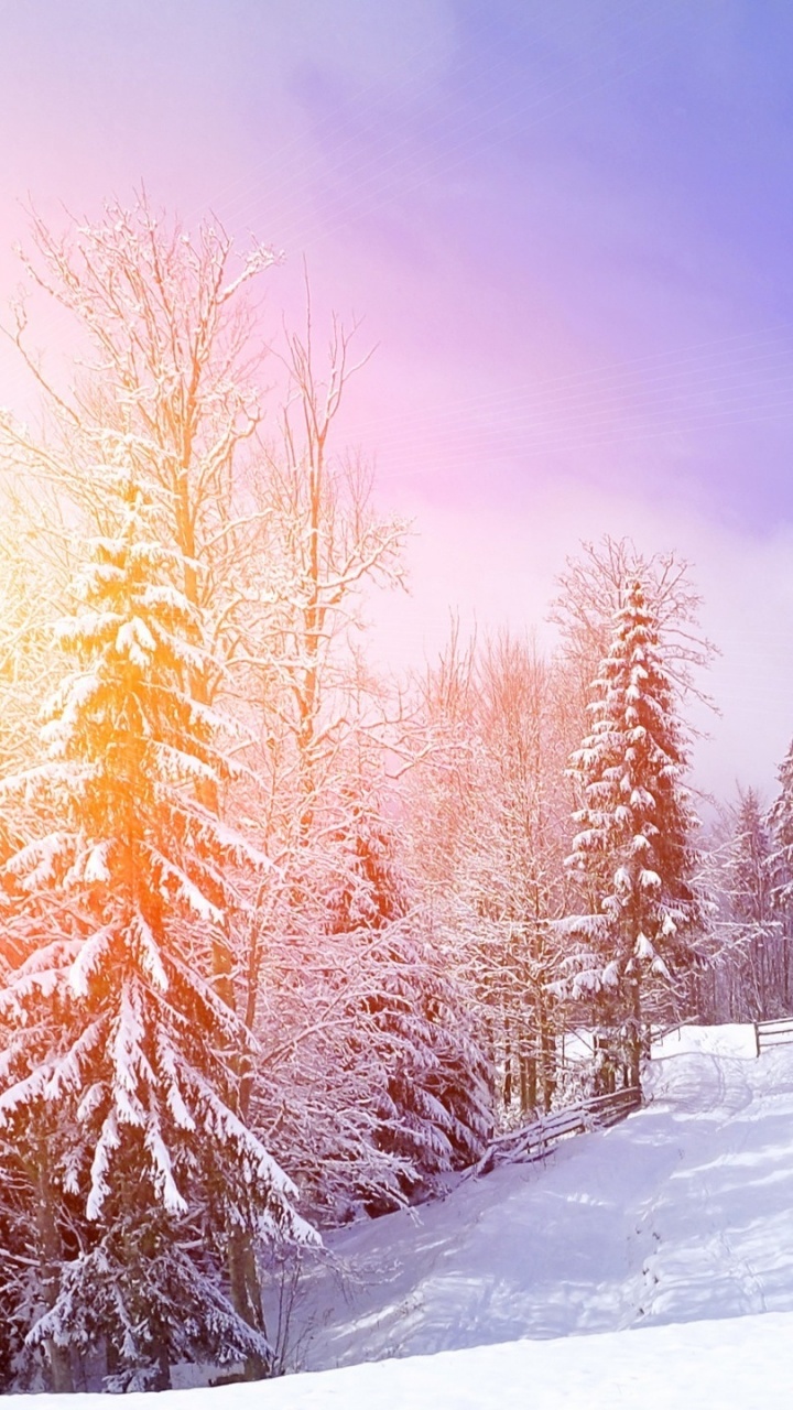 Обои снег, зима, природа, дерево, замораживание в разрешении 720x1280