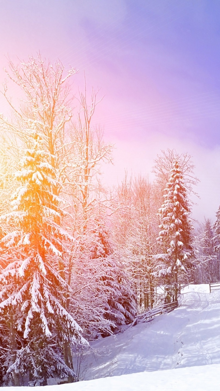 Обои снег, зима, природа, дерево, замораживание в разрешении 750x1334