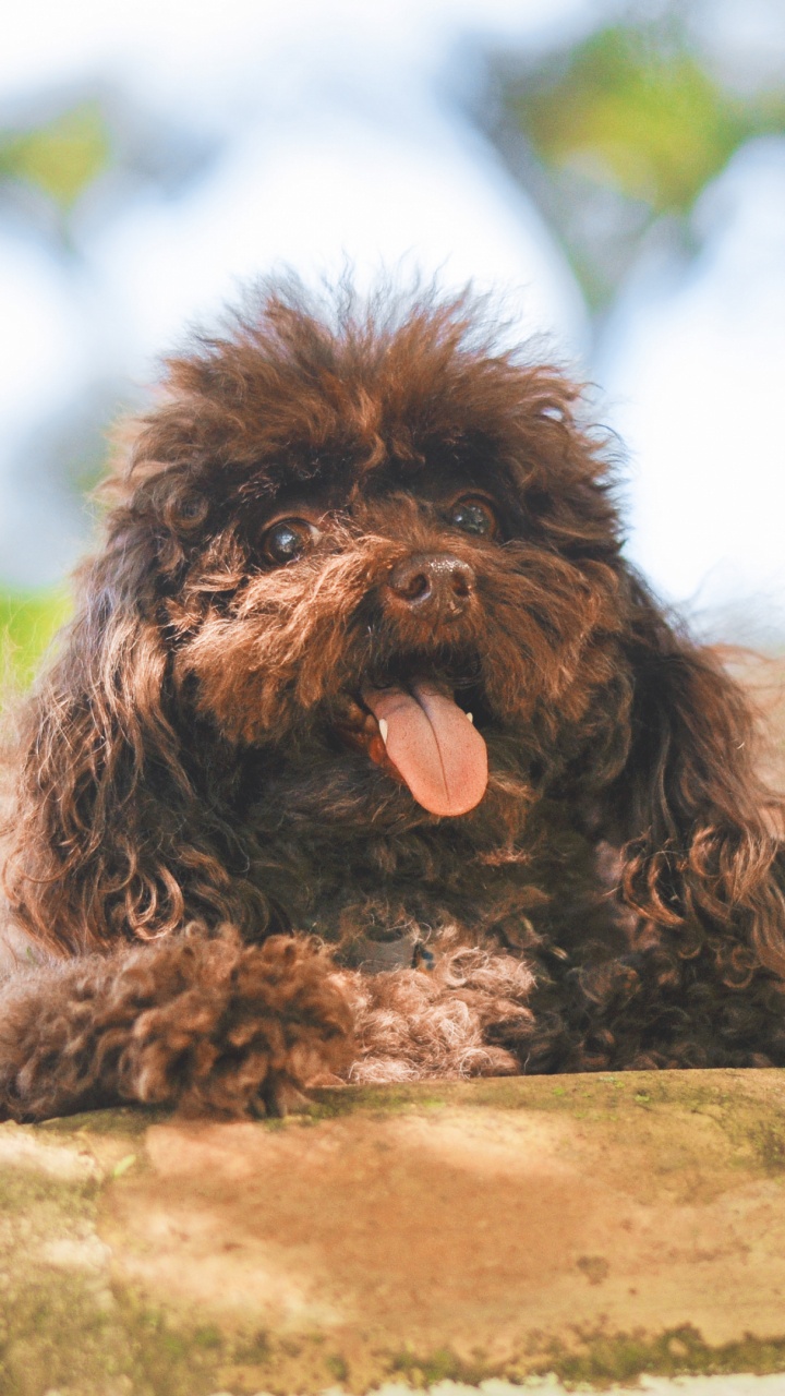 Обои пудель, щенок, собака породы, испанская водяная собака, стрижка собак в разрешении 720x1280