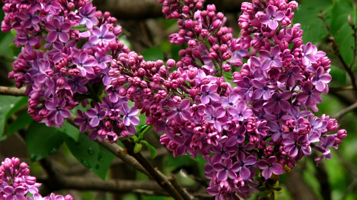 Обои общие сиреневый, ветвь, расцвет, цветковое растение, растение в разрешении 1366x768