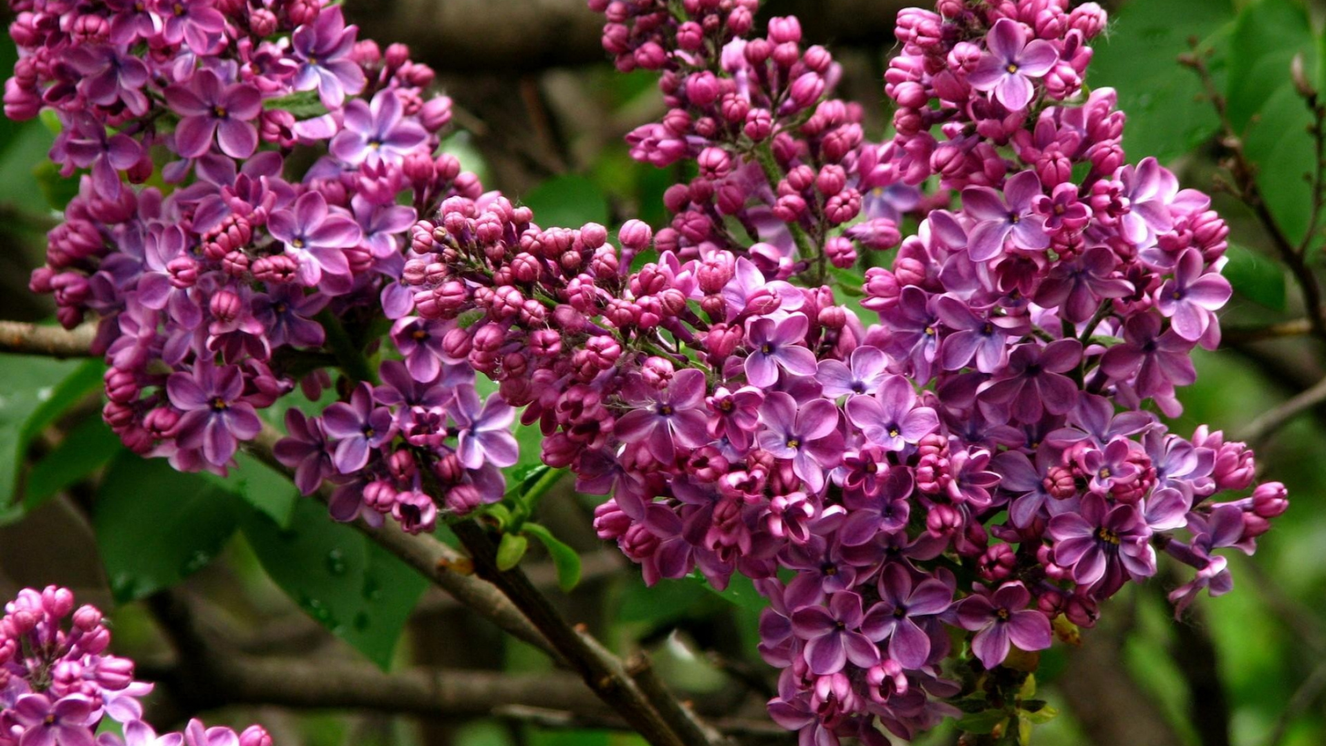 Обои общие сиреневый, ветвь, расцвет, цветковое растение, растение в разрешении 1920x1080