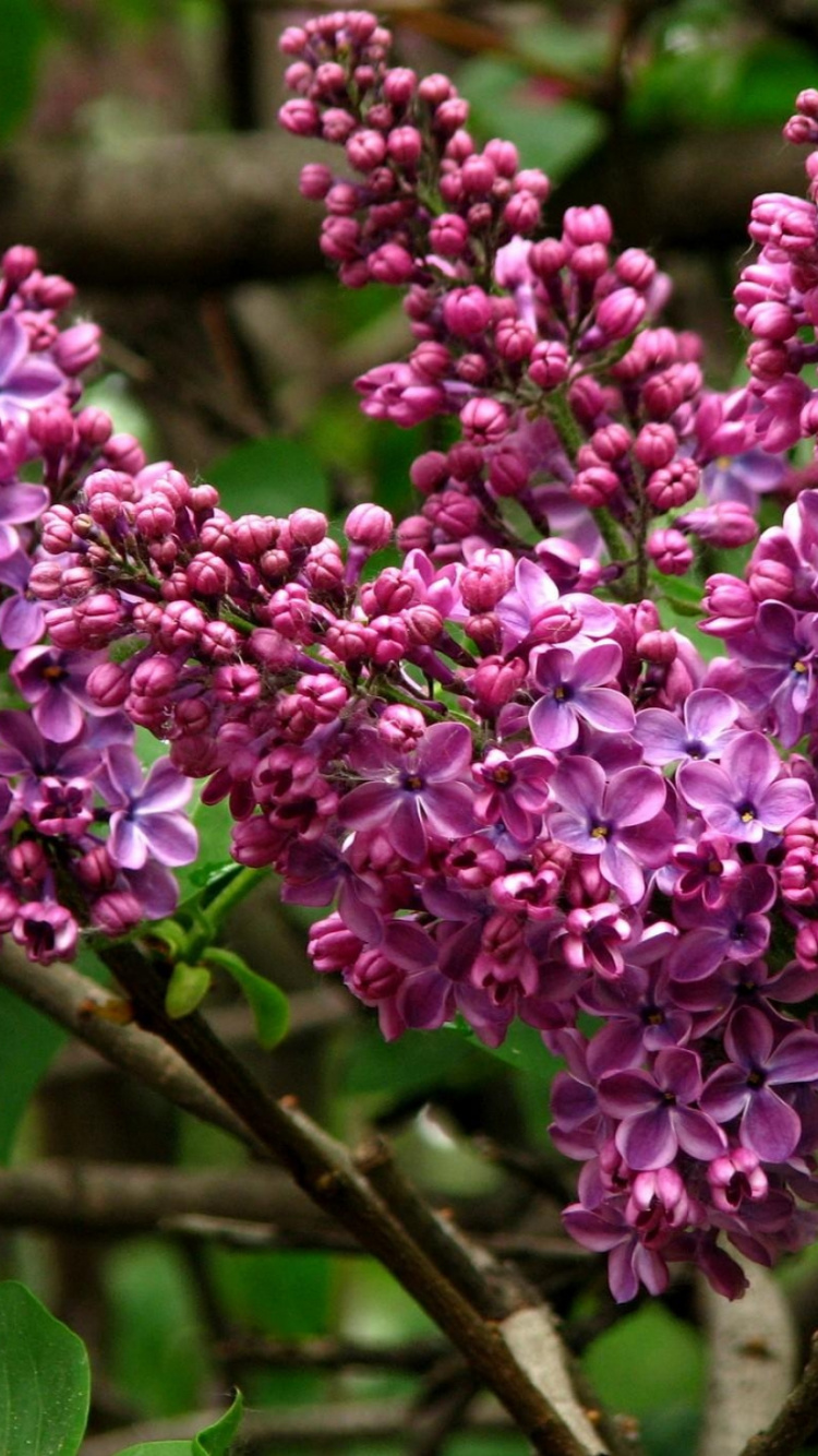 Обои общие сиреневый, ветвь, расцвет, цветковое растение, растение в разрешении 750x1334