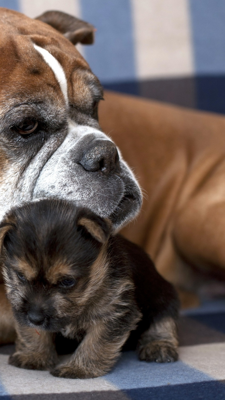 Обои американский бульдог, щенок, собака породы, бигль, французский Бульдог в разрешении 750x1334