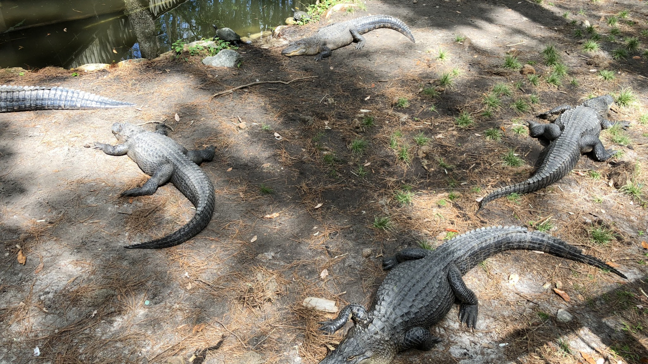 Обои крокодил, американский Аллигатор, крокодилы, наземные животные, пресмыкающееся в разрешении 1280x720