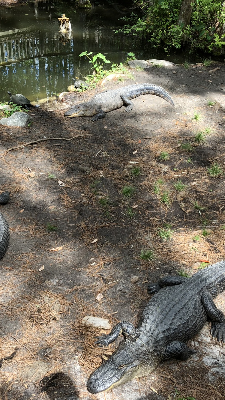 Обои крокодил, американский Аллигатор, крокодилы, наземные животные, пресмыкающееся в разрешении 750x1334