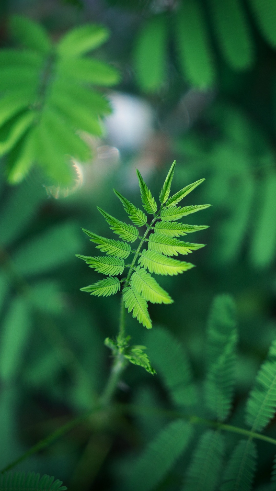 Обои зеленый, лист, растительность, цветок, растение в разрешении 1080x1920