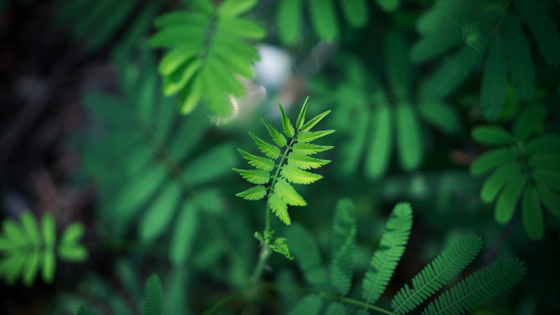 Обои зеленый, лист, растительность, цветок, растение в разрешении 1920x1080