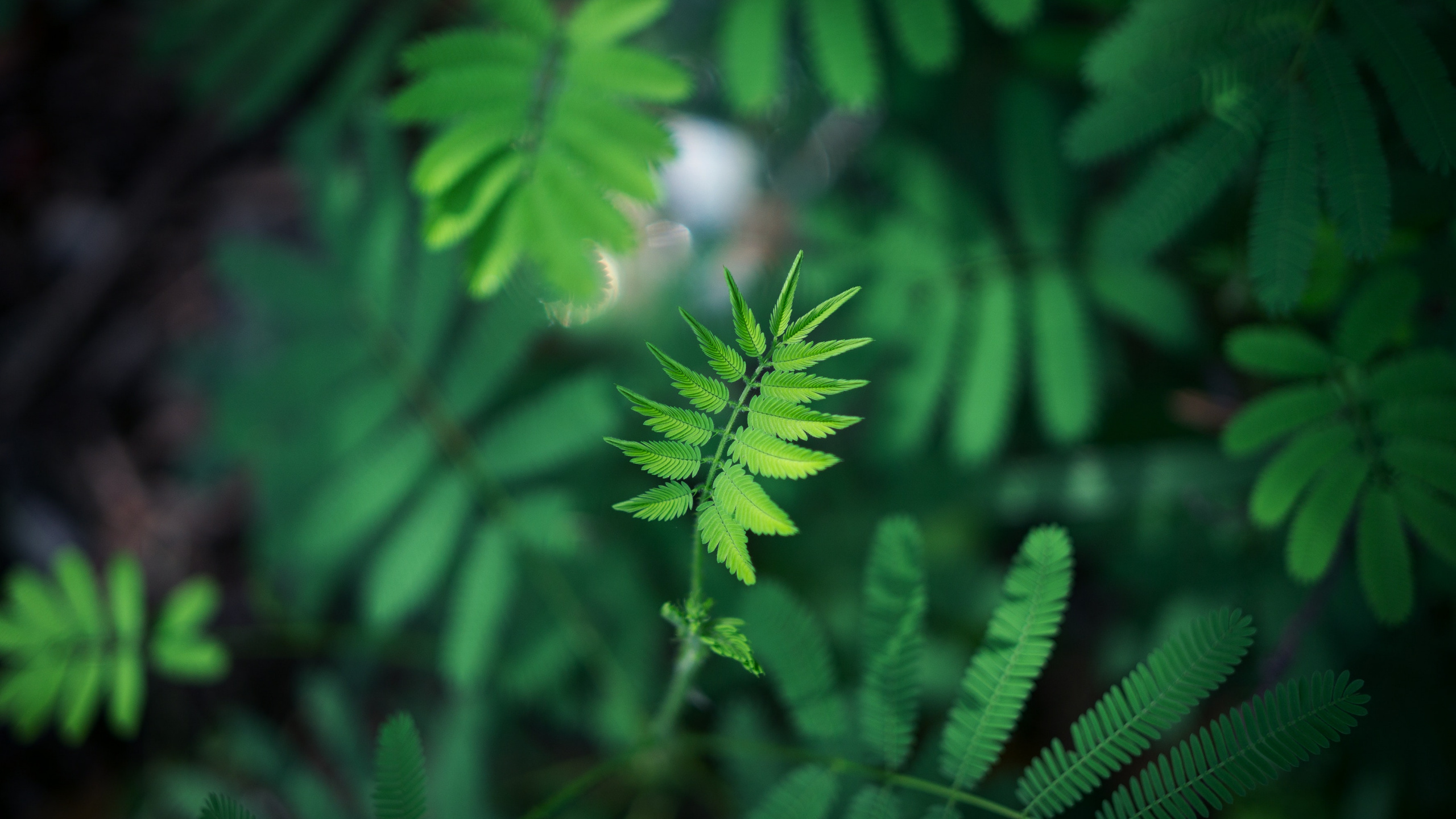 Обои зеленый, лист, растительность, цветок, растение в разрешении 2560x1440