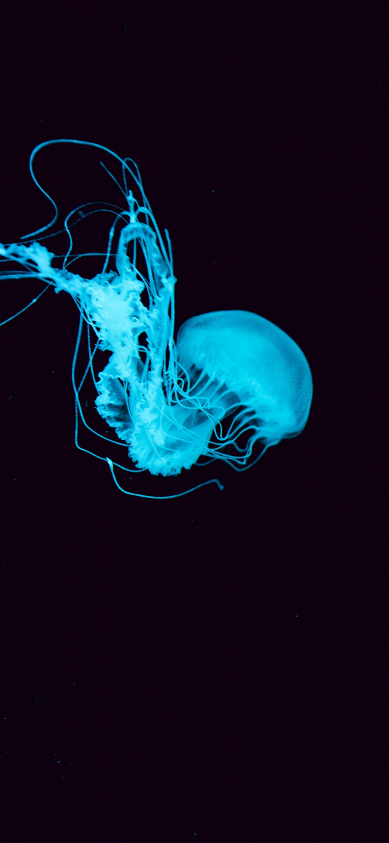 Обои синий, вода, Аква, электрик, графический дизайн в разрешении 1242x2688