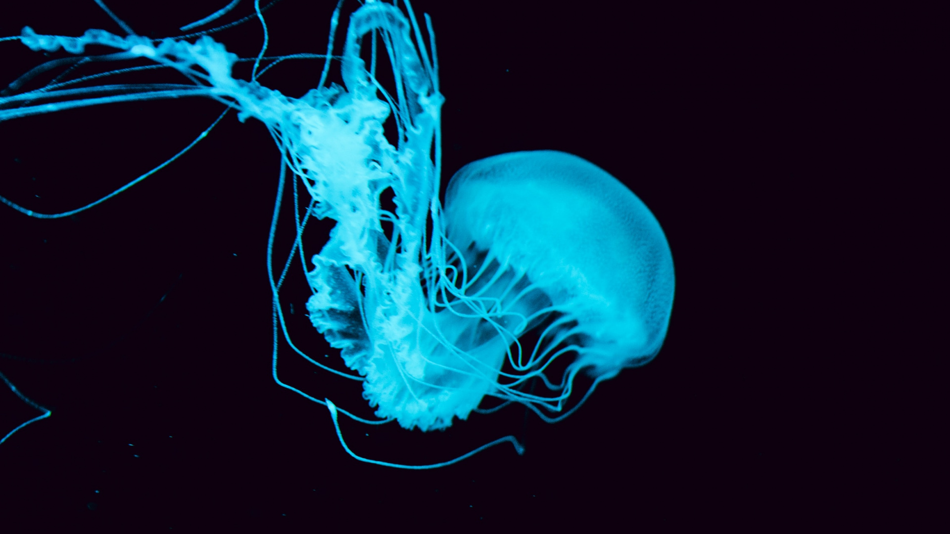 Обои синий, вода, Аква, электрик, графический дизайн в разрешении 1920x1080