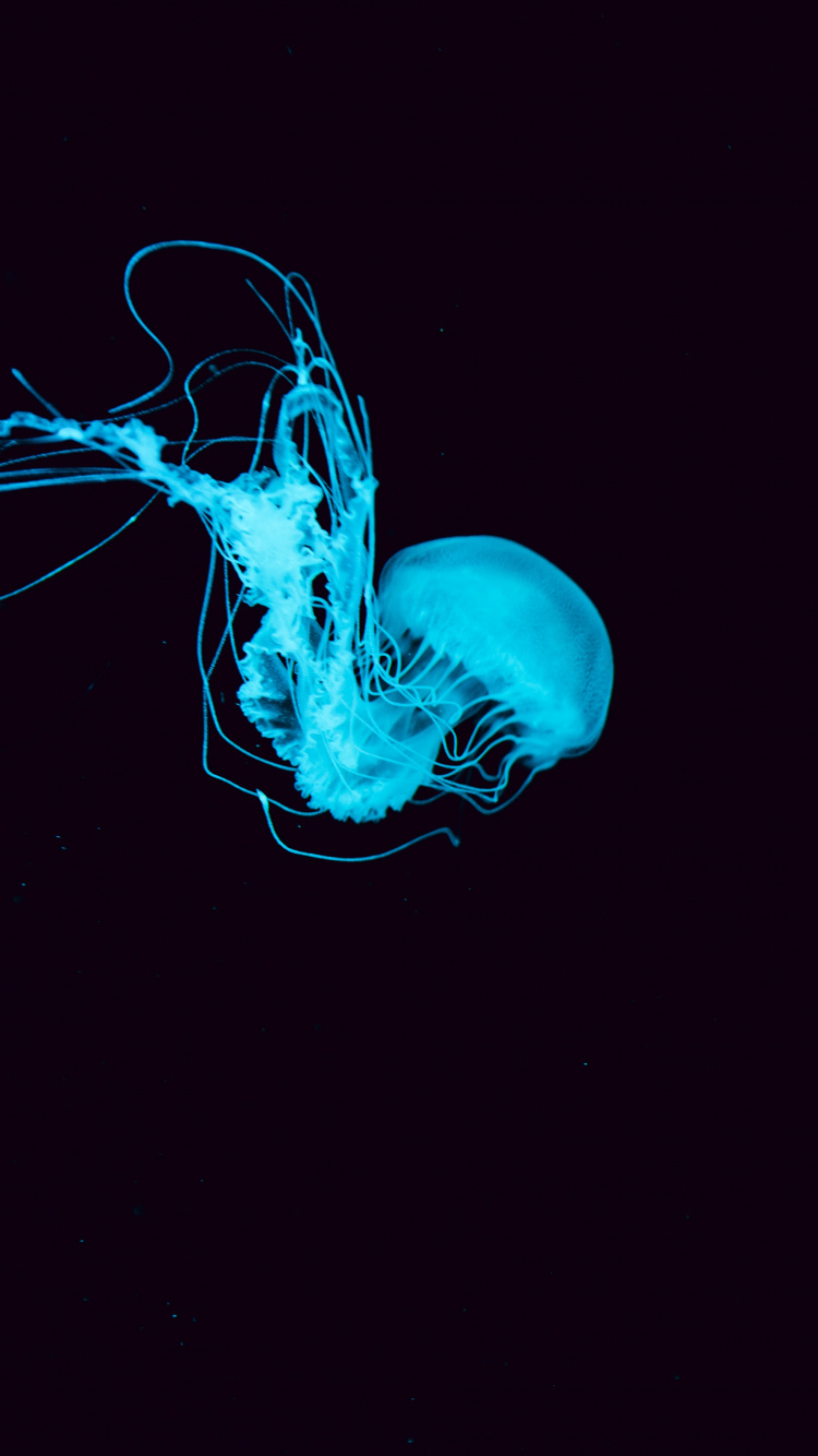 Обои синий, вода, Аква, электрик, графический дизайн в разрешении 750x1334