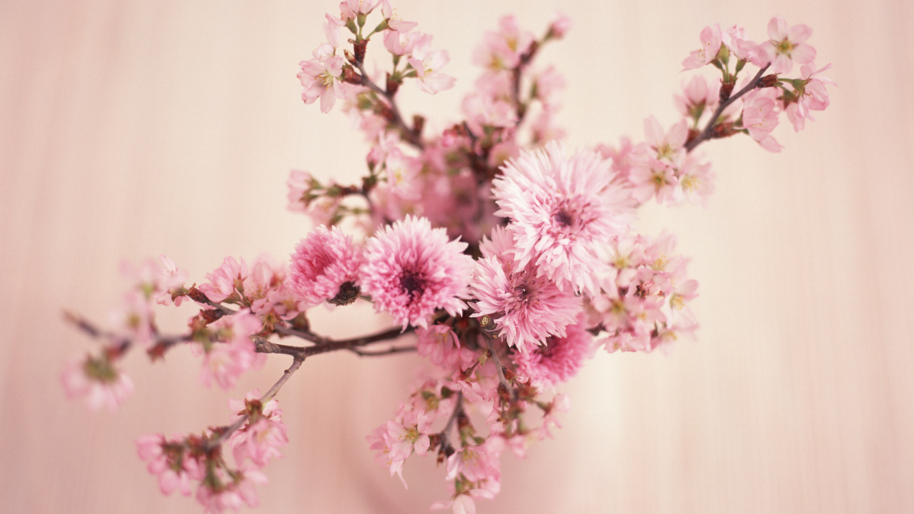 Обои цветок, розовый, расцвет, растение, весна в разрешении 1280x720