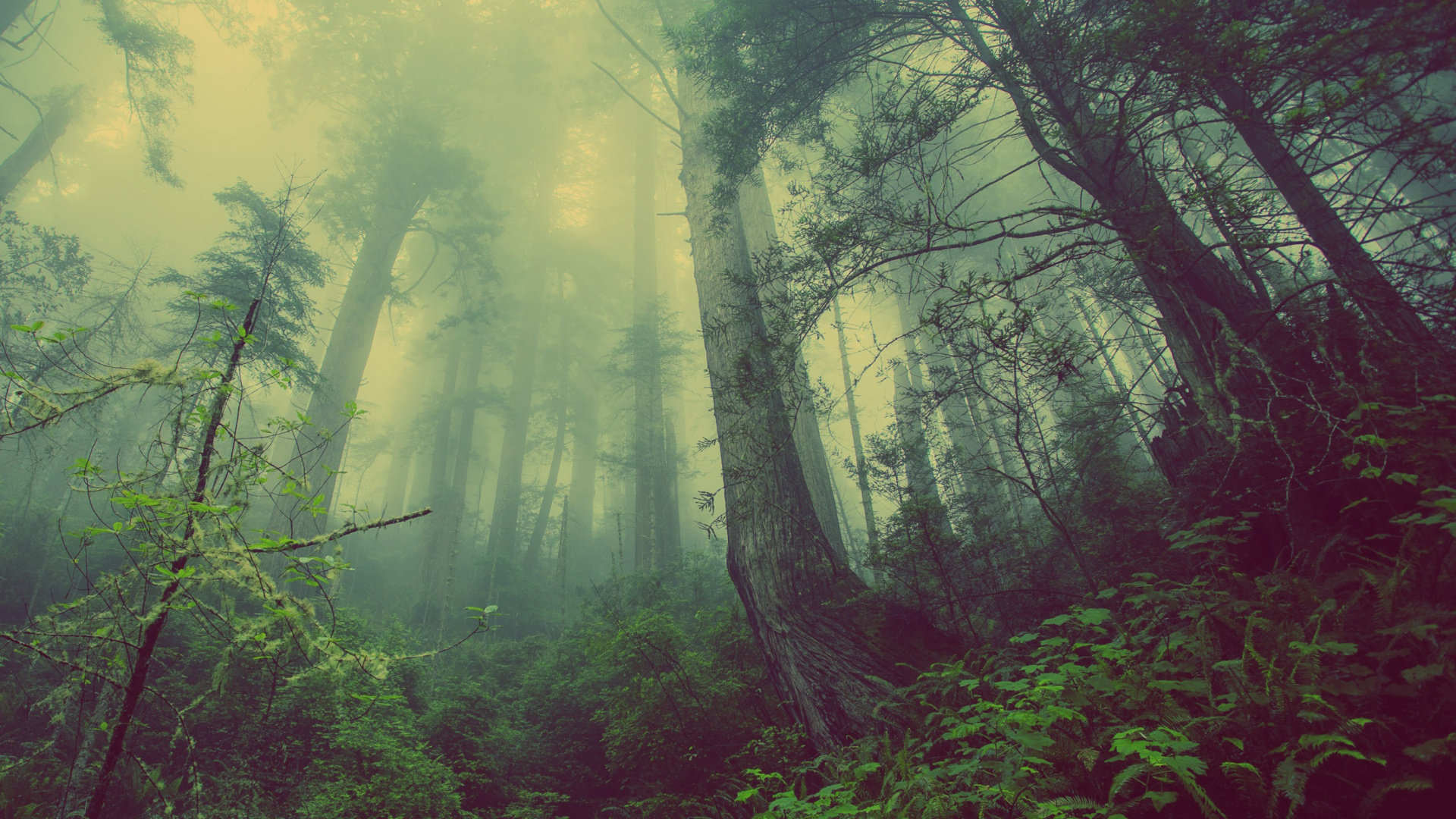 Обои природа, лес, дерево, растительность, Наследник Севера в разрешении 1920x1080