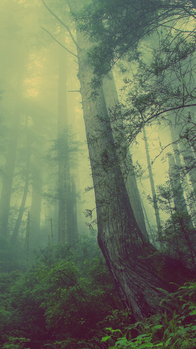 Обои природа, лес, дерево, растительность, Наследник Севера в разрешении 750x1334