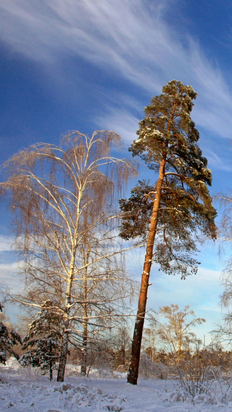 Обои зима, дерево, снег, замораживание, сосна в разрешении 750x1334