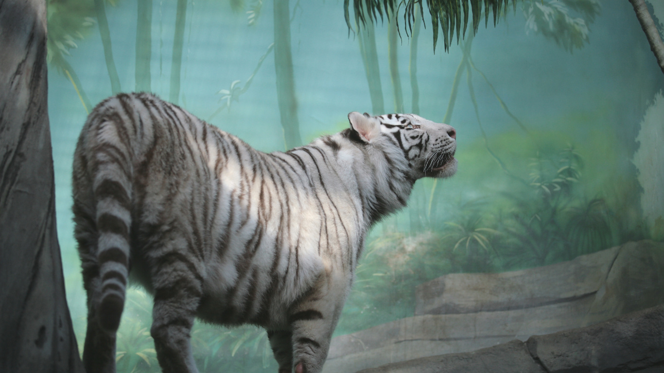 Обои Белый тигр, Лев, бенгальский тигр, кошачьих, белый Лев в разрешении 1366x768