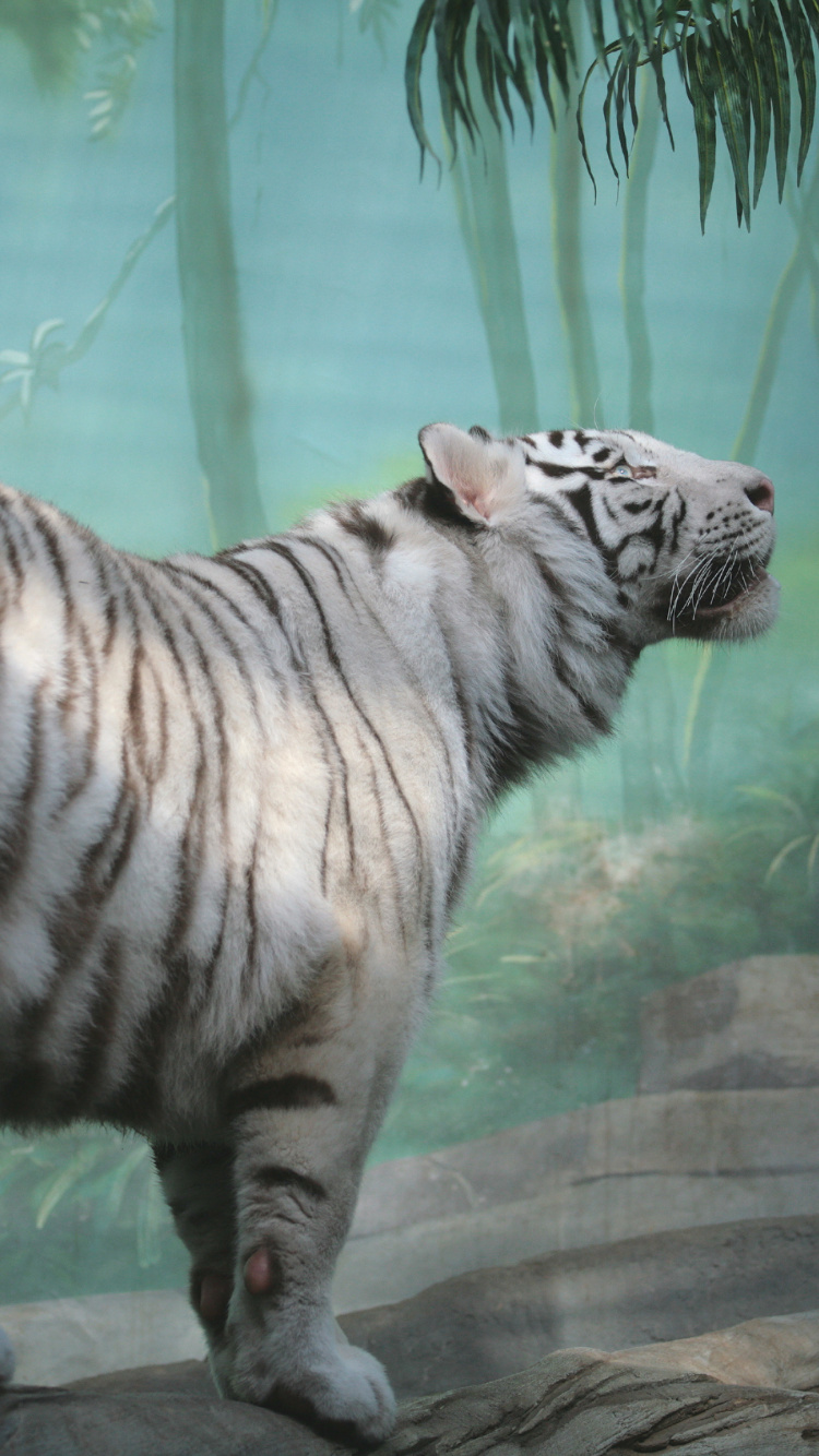 Обои Белый тигр, Лев, бенгальский тигр, кошачьих, белый Лев в разрешении 750x1334