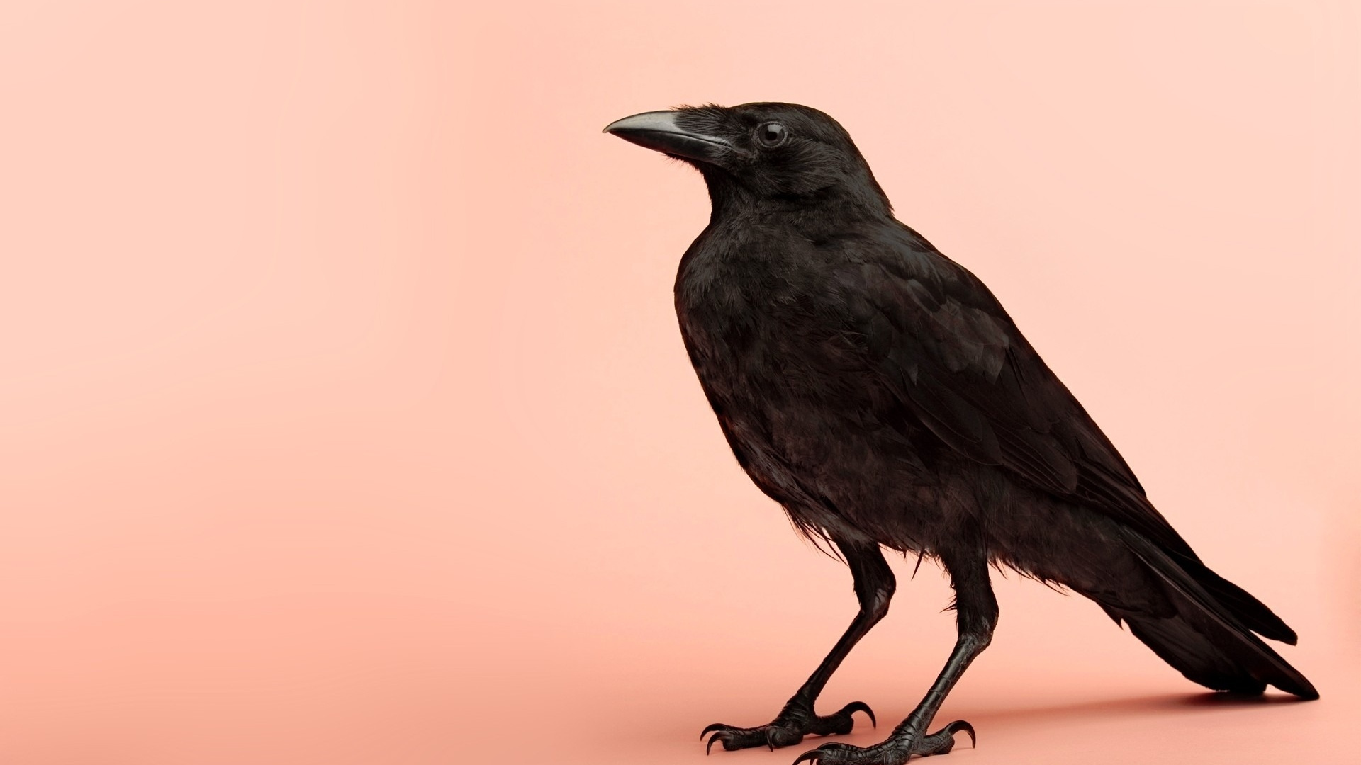 Обои американская ворона, ворона, птица, клюв, птиц в разрешении 1920x1080