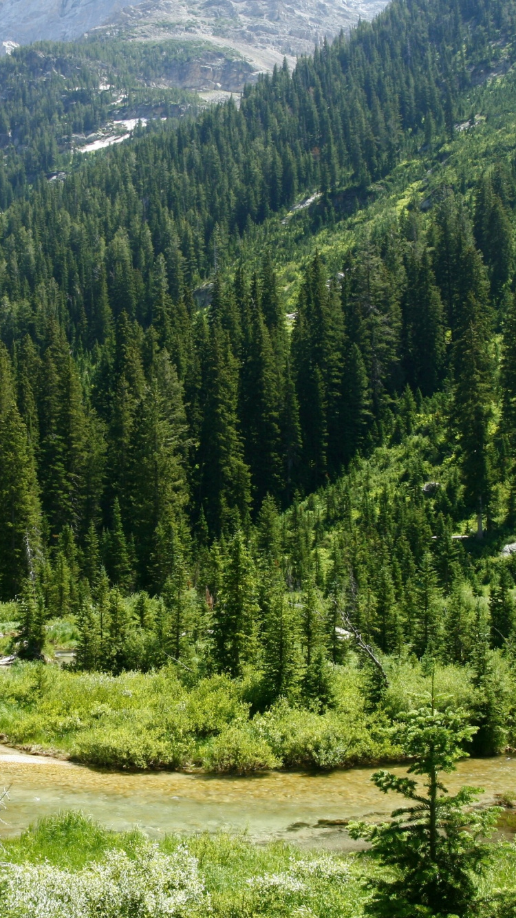 Обои Гранд титон, Каскад Каньон, парк, национальный парк, дикая местность в разрешении 750x1334