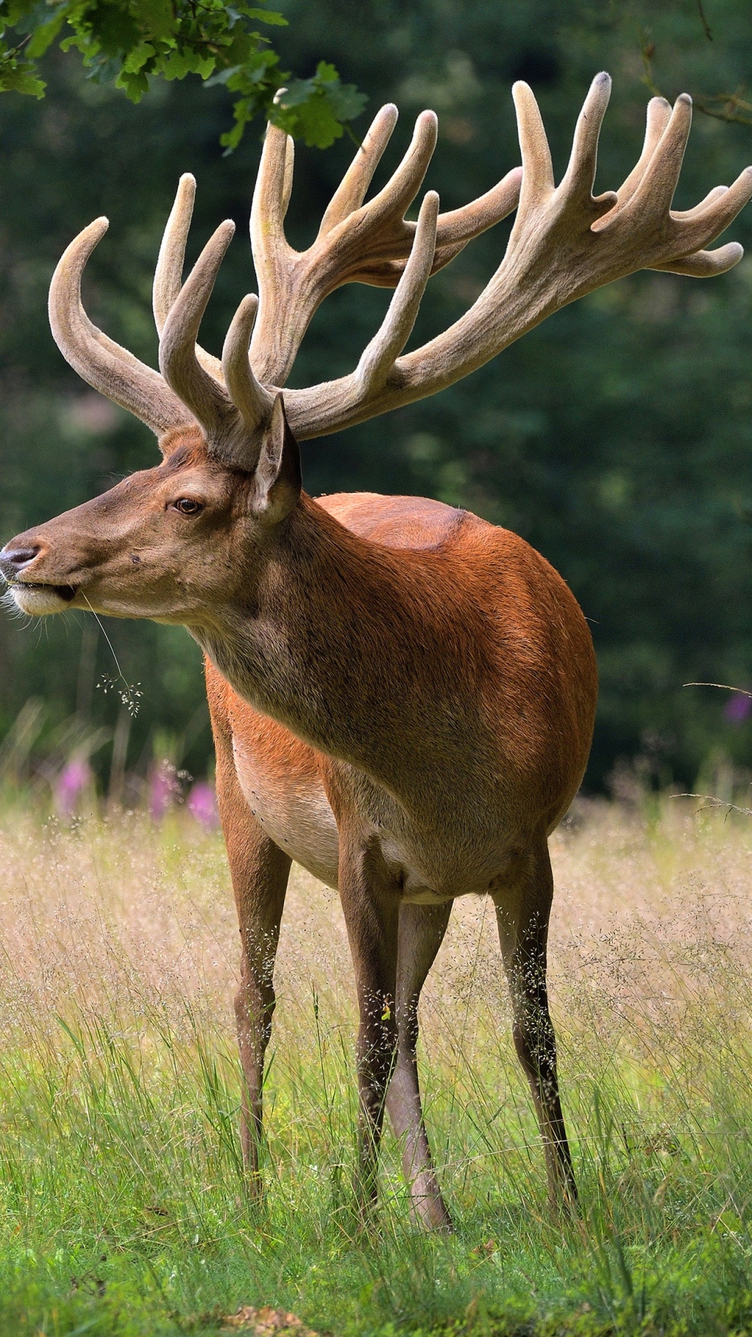 Обои олень, лось, олений рог, живая природа, Северный олень в разрешении 1080x1920