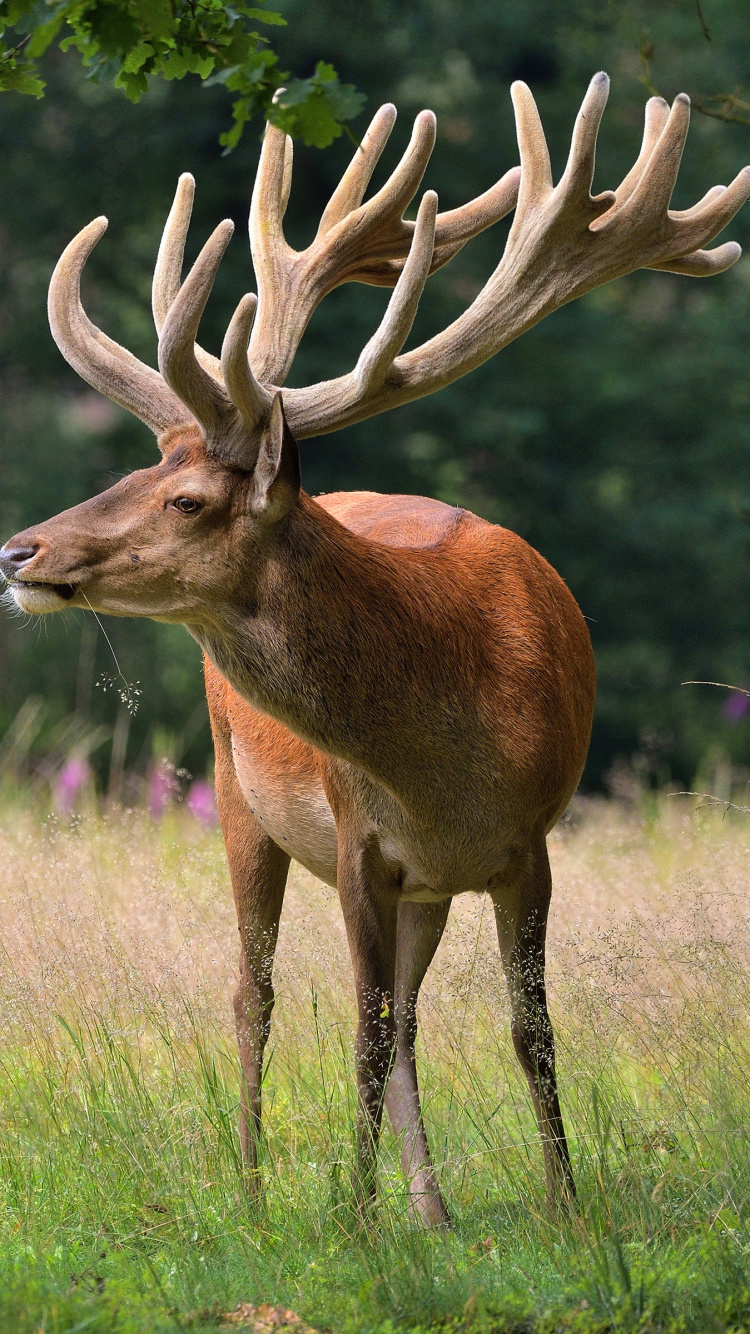 Обои олень, лось, олений рог, живая природа, Северный олень в разрешении 750x1334