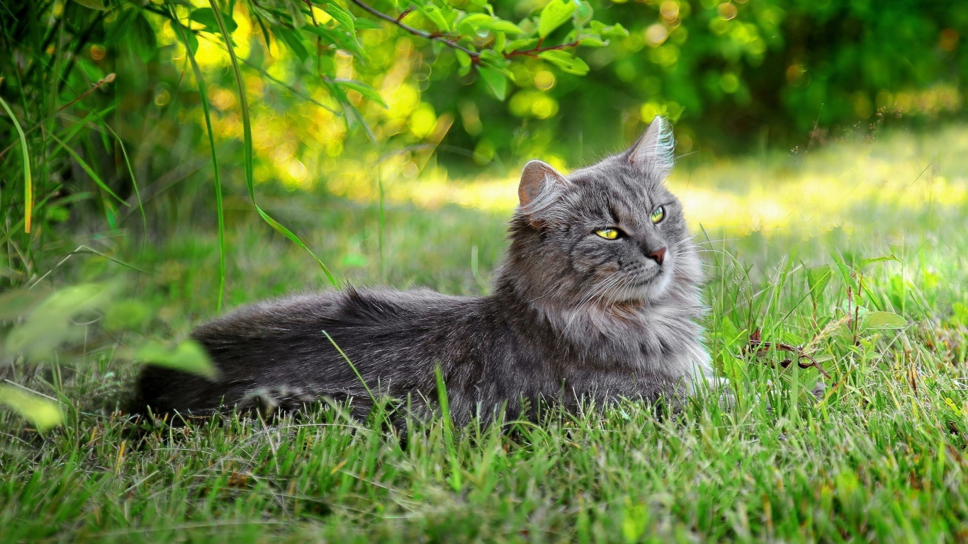 Обои кот, Дикая кошка, бакенбарды, полосатый кот, зеленый в разрешении 1366x768