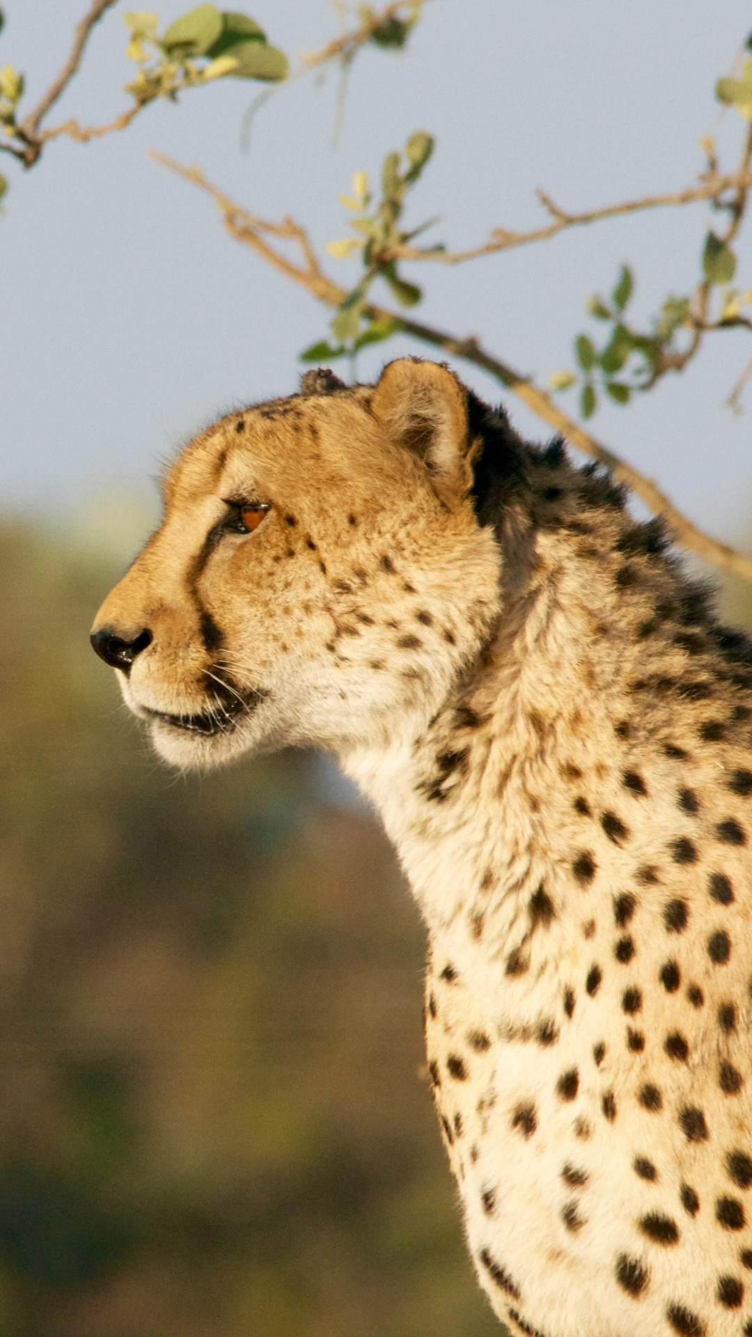 Обои Гепард, наземные животные, живая природа, дикая местность, водопад Виктория в разрешении 1080x1920