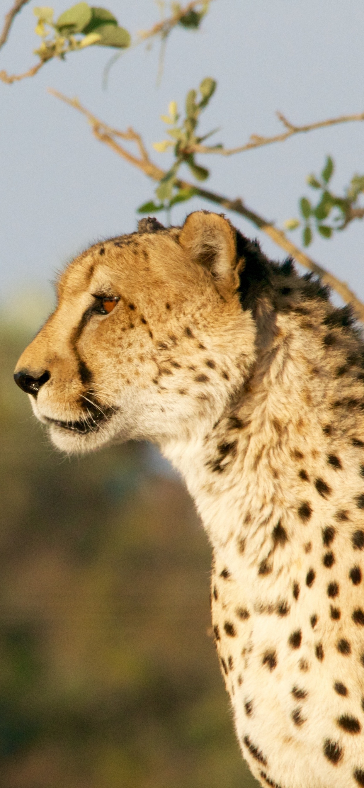 Обои Гепард, наземные животные, живая природа, дикая местность, водопад Виктория в разрешении 1242x2688