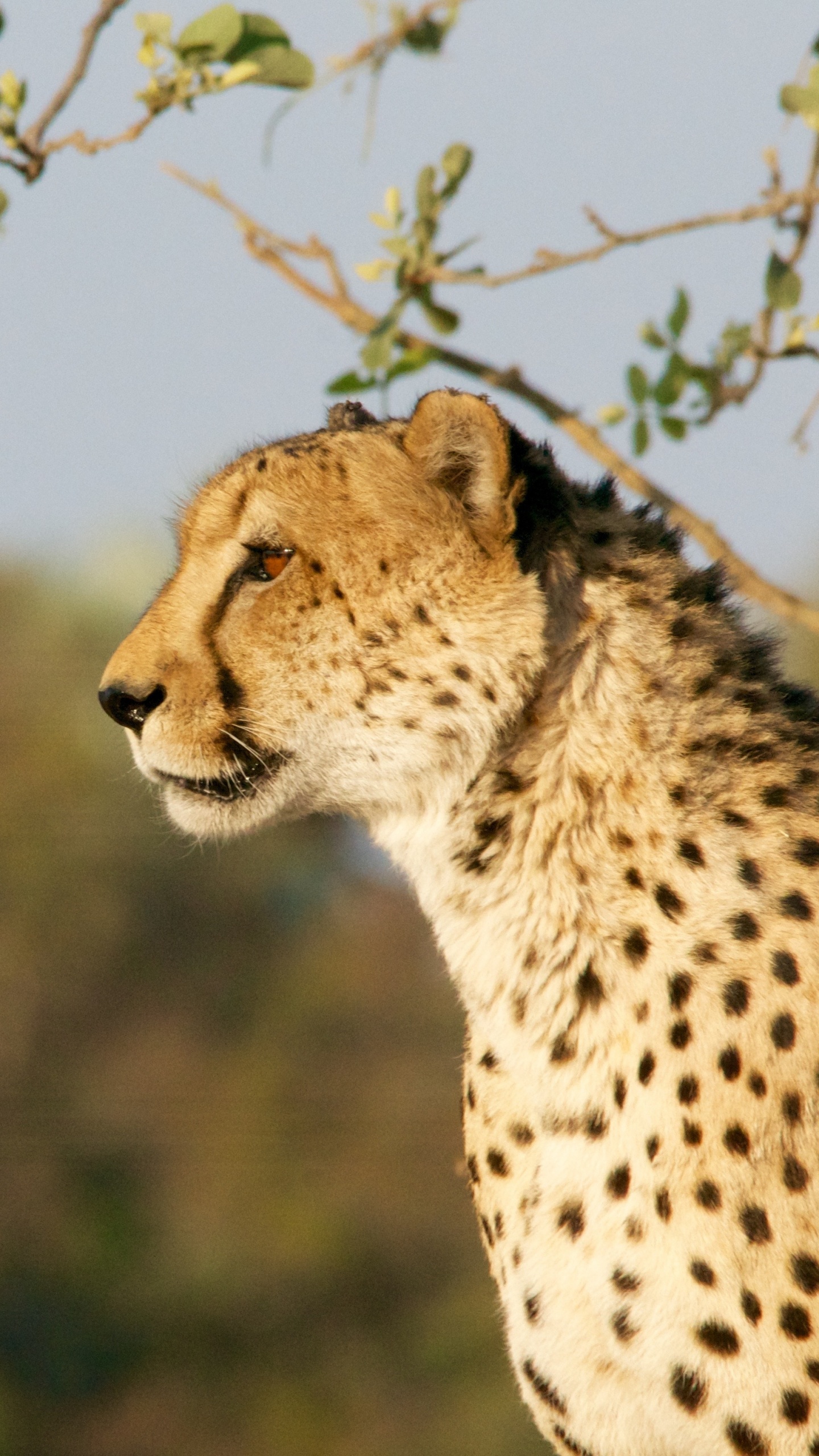 Обои Гепард, наземные животные, живая природа, дикая местность, водопад Виктория в разрешении 1440x2560