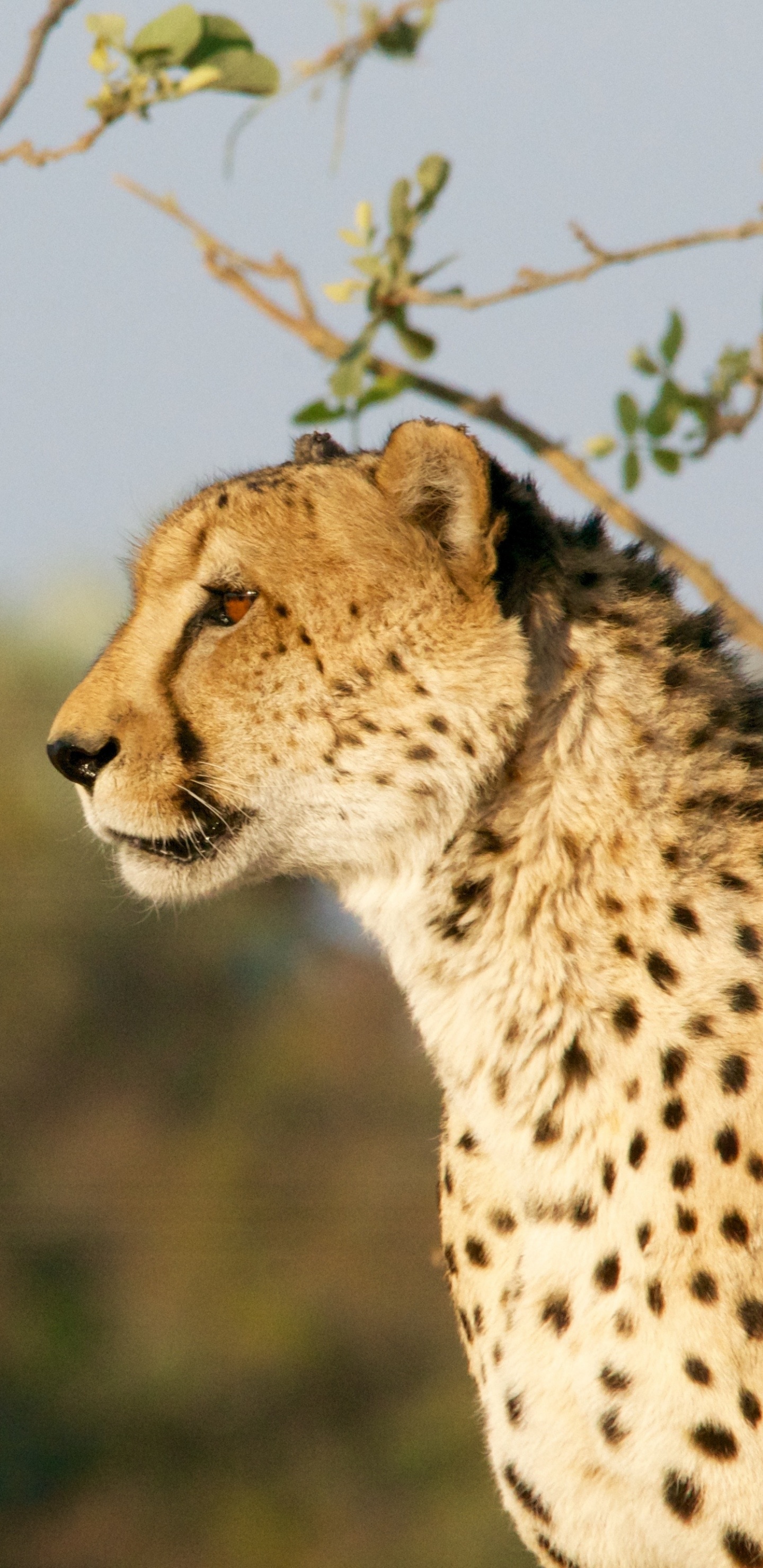 Обои Гепард, наземные животные, живая природа, дикая местность, водопад Виктория в разрешении 1440x2960