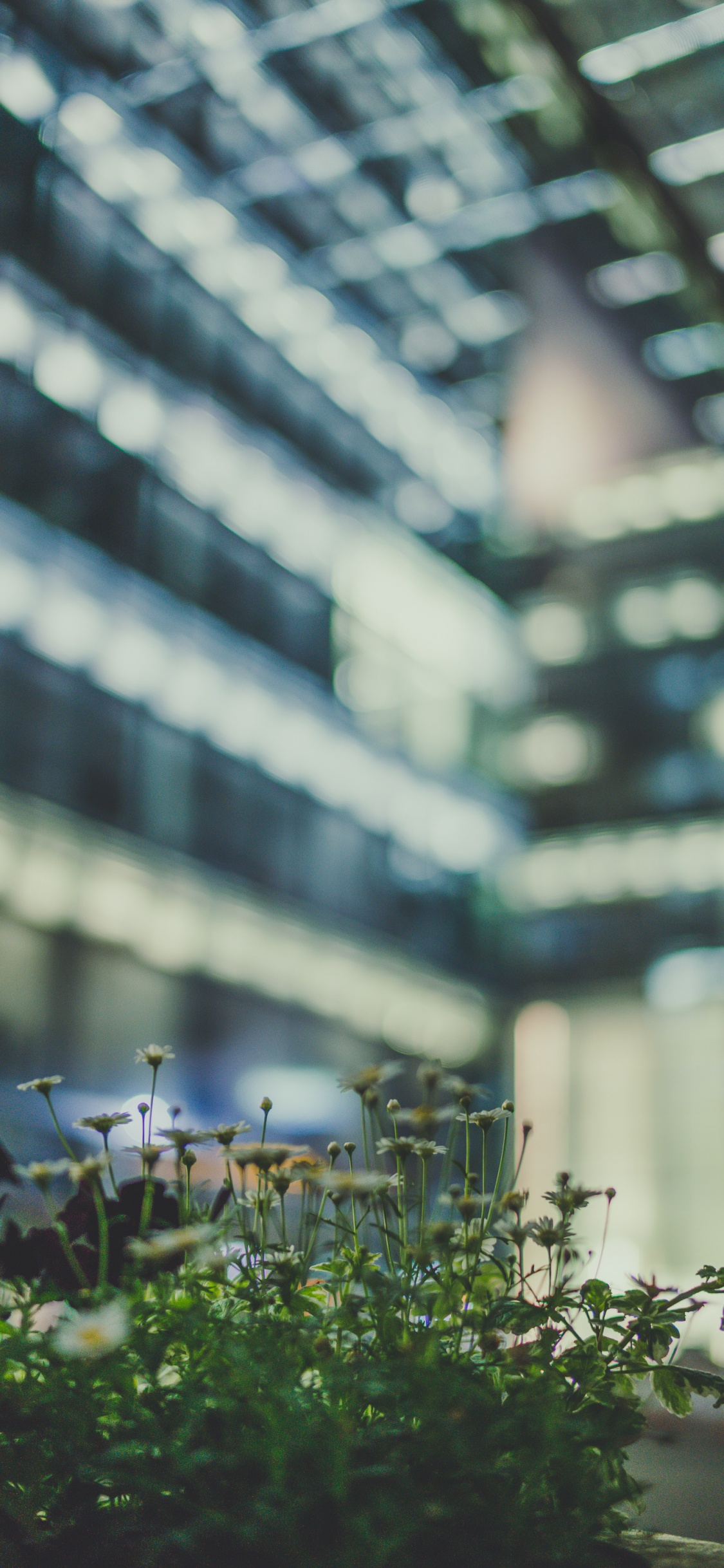 Обои дерево, цветок, зеленый, городской район, архитектура в разрешении 1125x2436