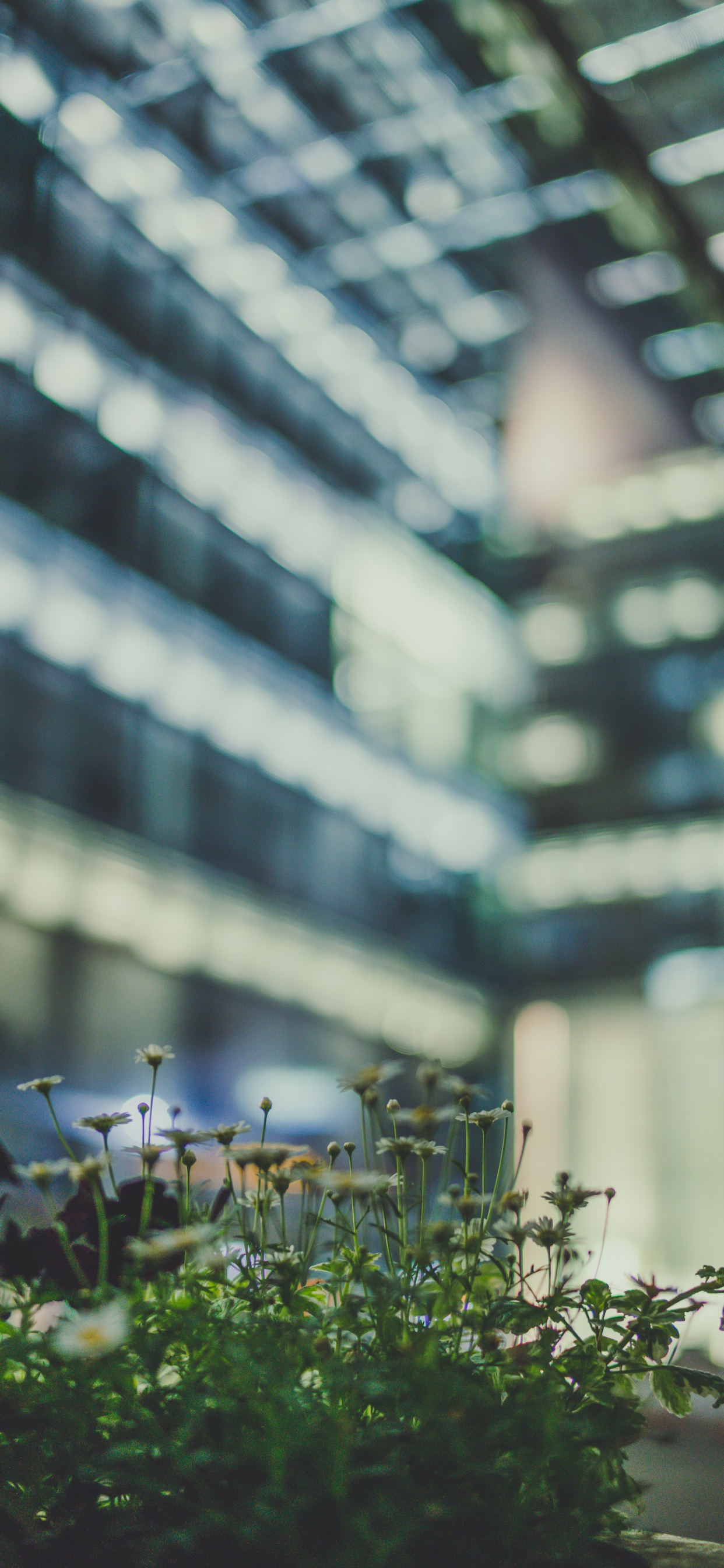 Обои дерево, цветок, зеленый, городской район, архитектура в разрешении 1242x2688