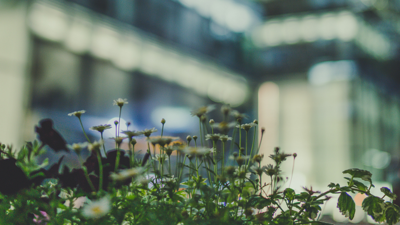 Обои дерево, цветок, зеленый, городской район, архитектура в разрешении 1366x768