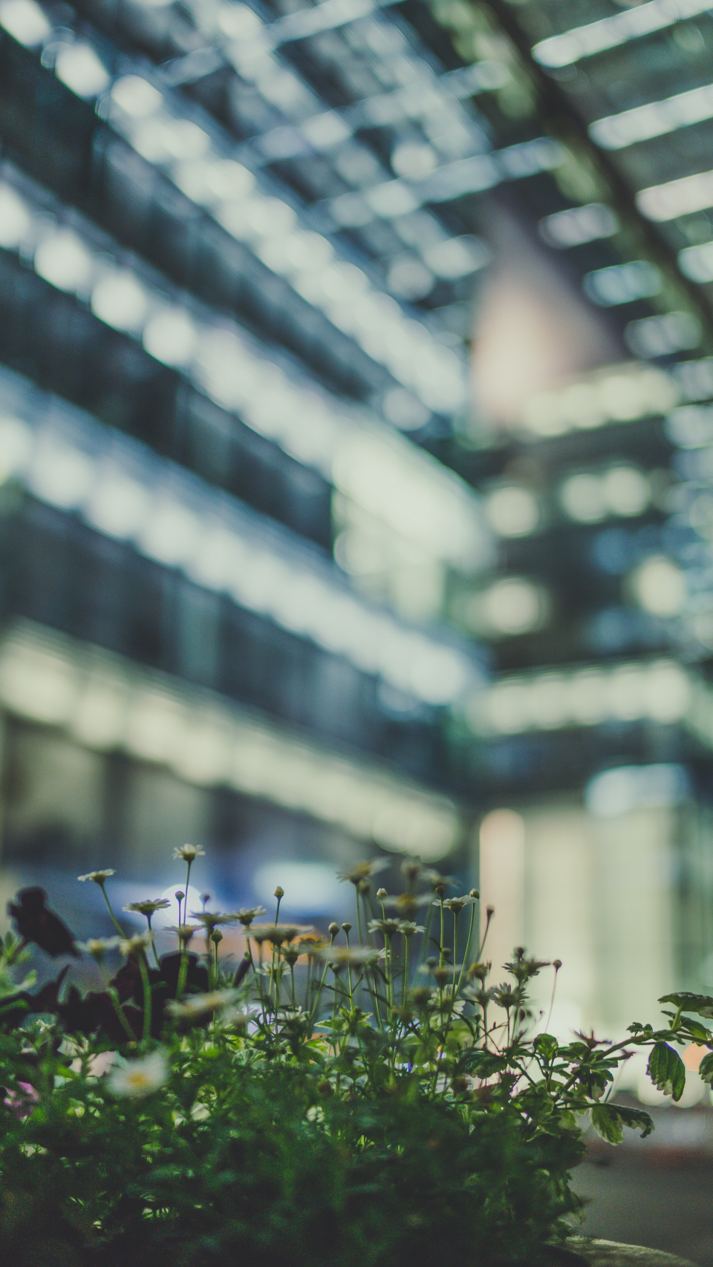 Обои дерево, цветок, зеленый, городской район, архитектура в разрешении 1440x2560