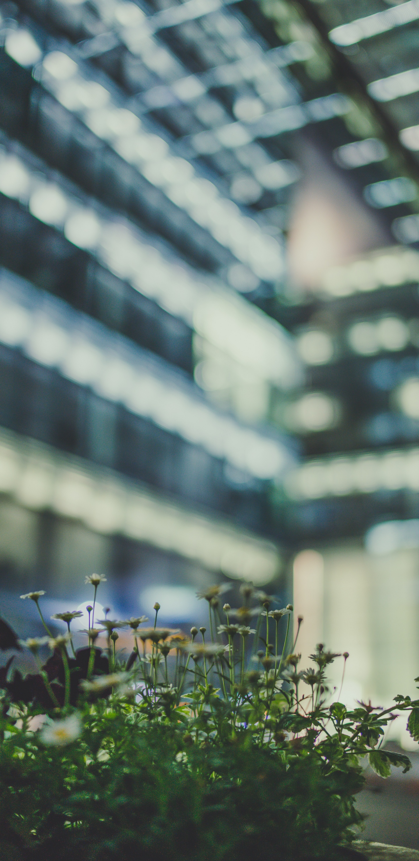 Обои дерево, цветок, зеленый, городской район, архитектура в разрешении 1440x2960