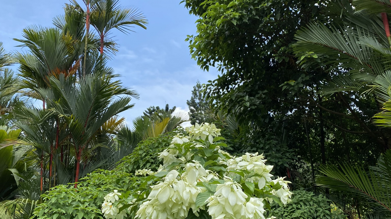 Обои растительность, растительное сообщество, цветок, сад, древесные растения в разрешении 1280x720