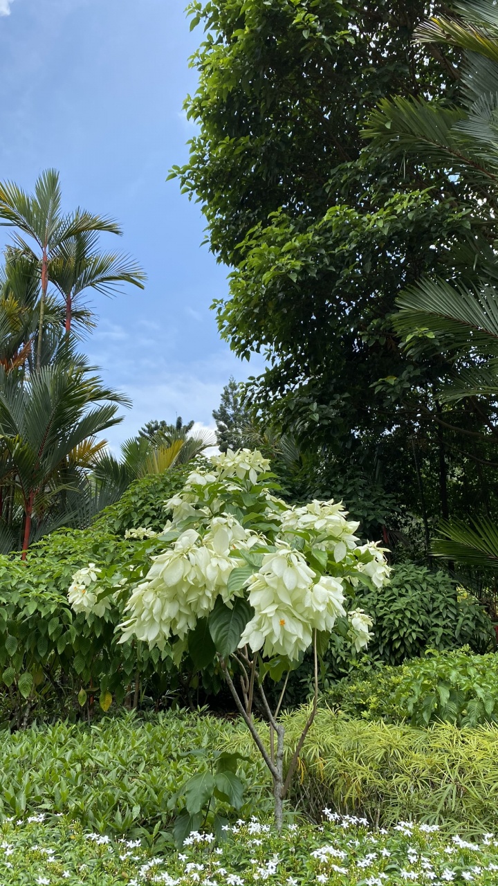 Обои растительность, растительное сообщество, цветок, сад, древесные растения в разрешении 720x1280