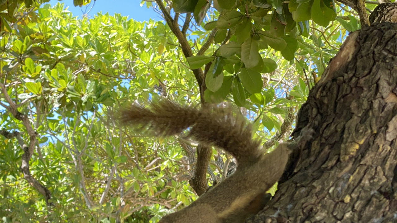 Обои дерево, грызун, лист, рассада, наука в разрешении 1280x720