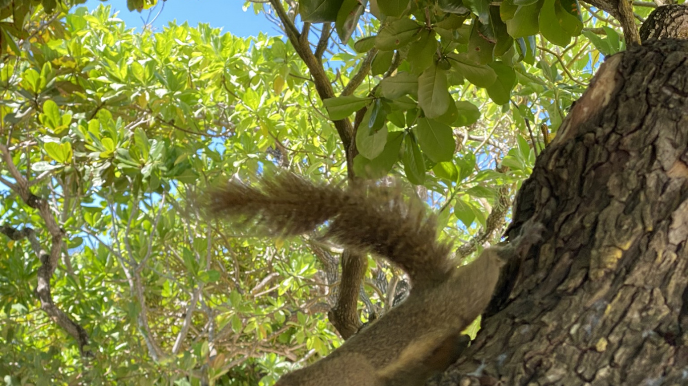 Обои дерево, грызун, лист, рассада, наука в разрешении 1366x768