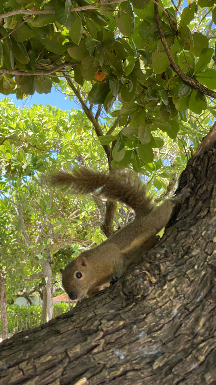 Обои дерево, грызун, лист, рассада, наука в разрешении 750x1334