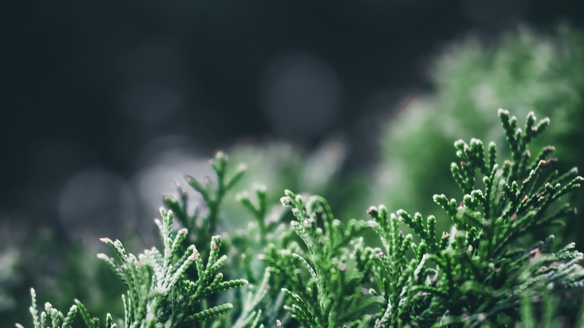 Обои рассада, зеленый, природа, растительность, вода в разрешении 1920x1080