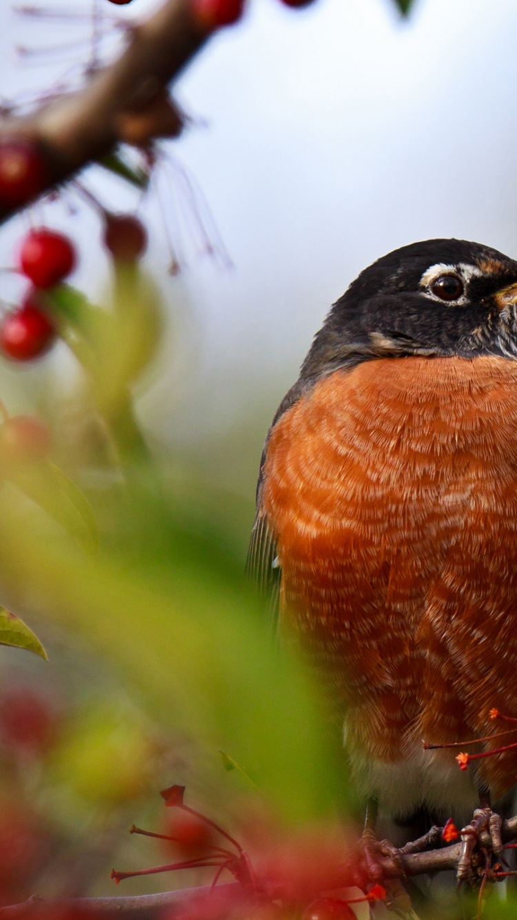 Обои птица, клюв, Робин, воробьиные птицы, попугай в разрешении 750x1334