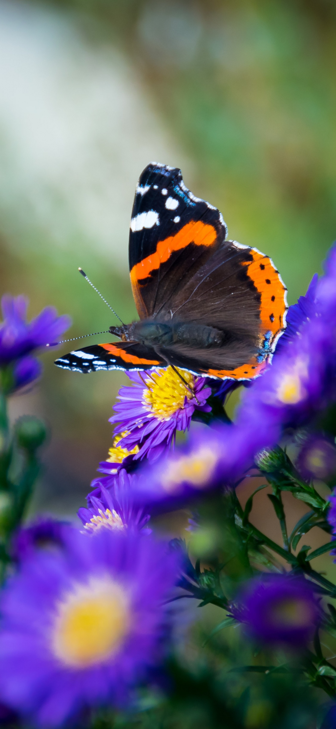 Обои насекомое, цветок, бабочка, Синтия подрода, мотыльки и бабочки в разрешении 1125x2436
