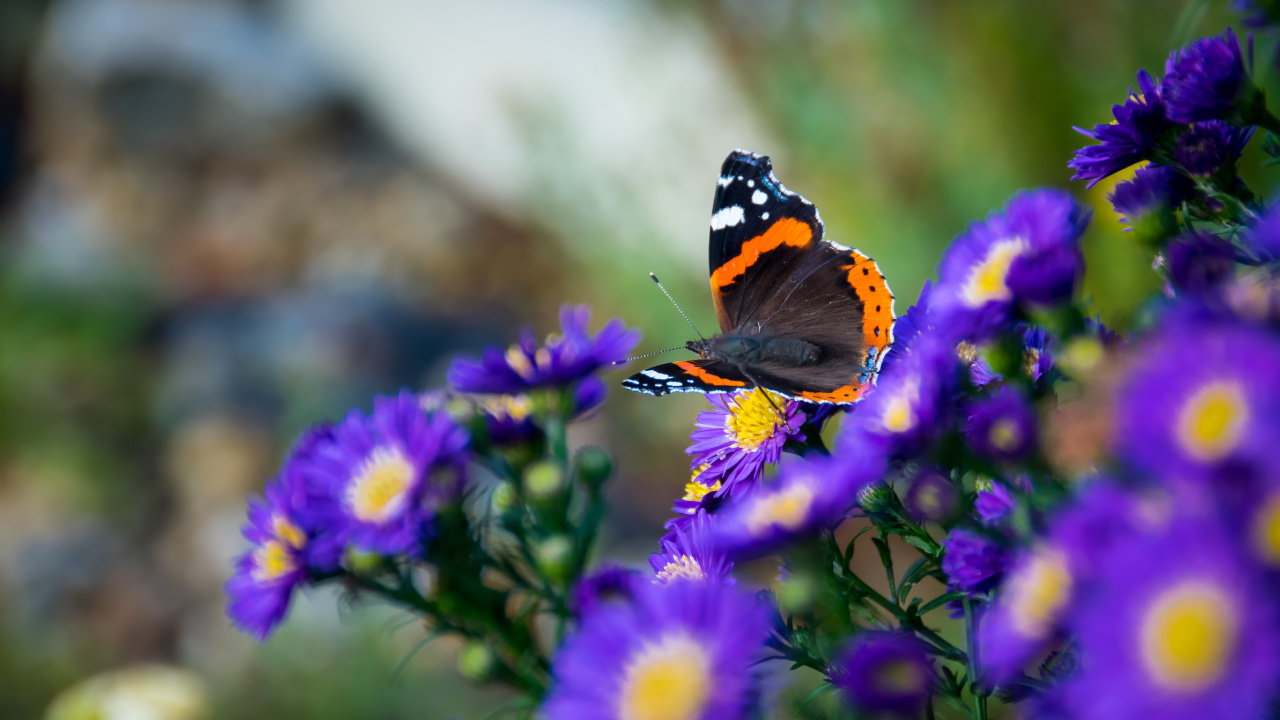 Обои насекомое, цветок, бабочка, Синтия подрода, мотыльки и бабочки в разрешении 1280x720