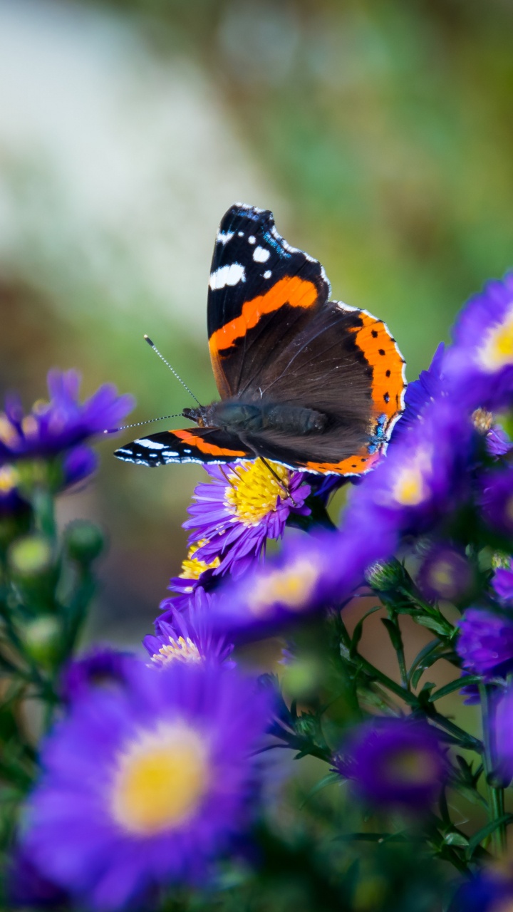 Обои насекомое, цветок, бабочка, Синтия подрода, мотыльки и бабочки в разрешении 720x1280
