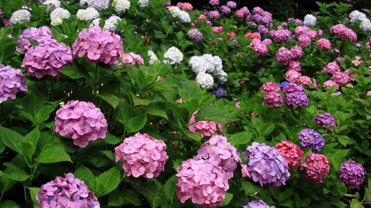 Обои французская Гортензия, цветковое растение, hydrangeaceae, растение, розовый в разрешении 1280x720